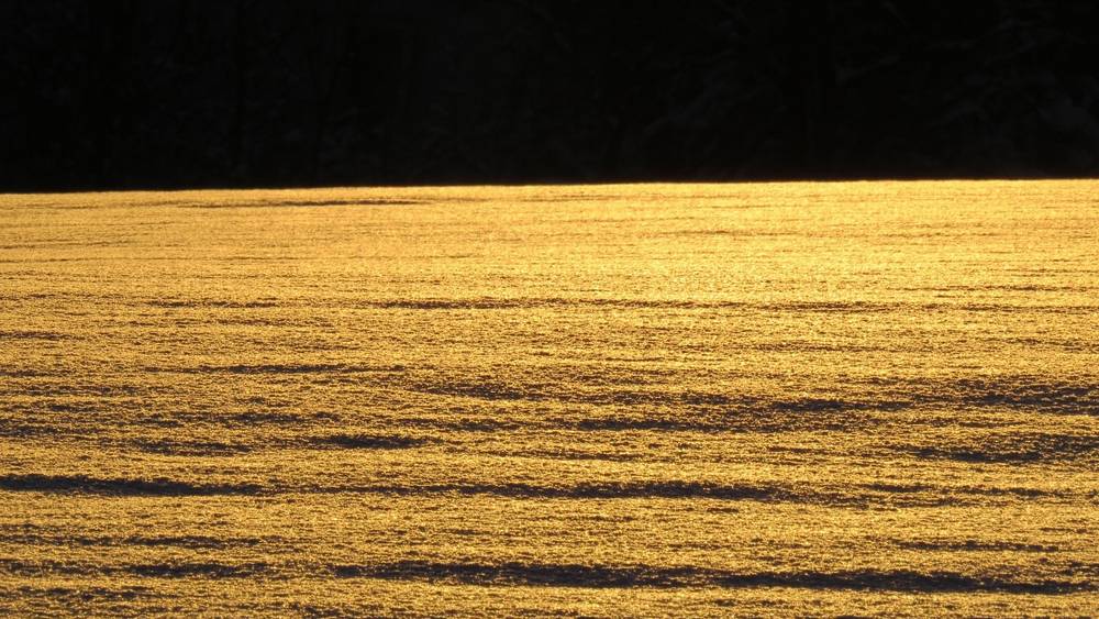 Профессор брянского университета взбунтовался против решения озолотить банки