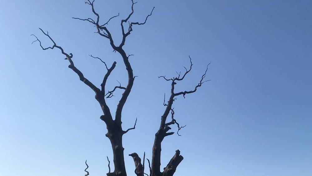 Торжество гнилых брянских экологов затянулось