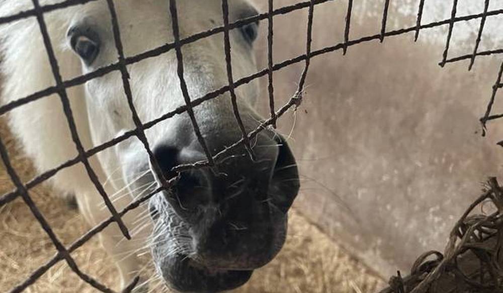 Брянскую область отрезали от мощного снегопада