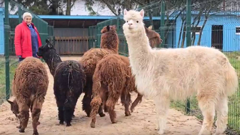 На Локотской конезавод привезли озорных альпак