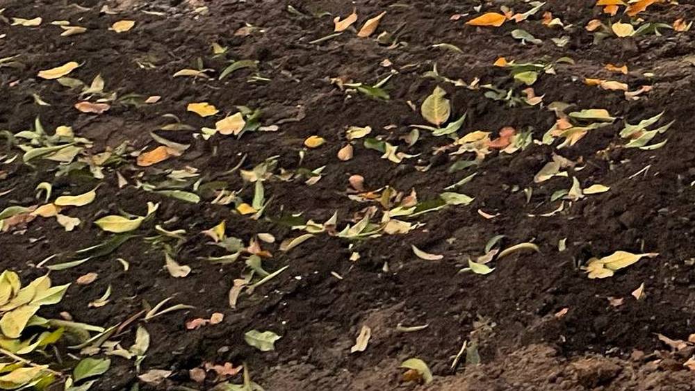 Ноябрь принесет в Брянскую область необычную теплую волну