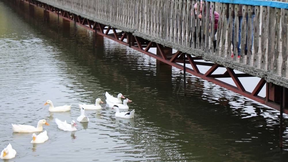 Пугачеву обяжут снести пирс − брянских миллиардеров никто не тронул