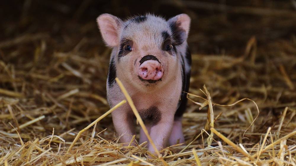 Поросенок спас российских штурмовиков в зоне СВО