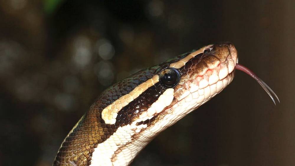 Появилось видео о том, как шестиметровый питон стал душить мужчину