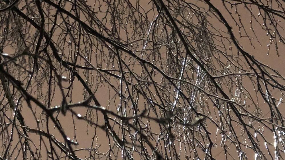 В Брянской области 2 декабря пообещали 4-градусный мороз, снег и гололёд