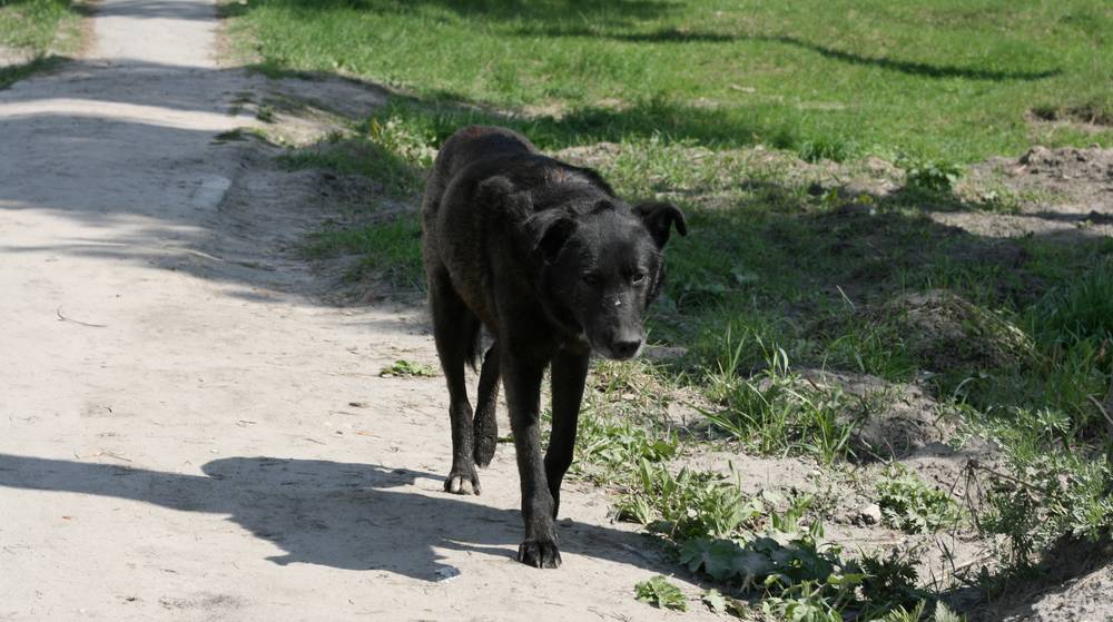 Брянская прокуратура добилась выплат семье пострадавшего от укуса собаки ребёнка