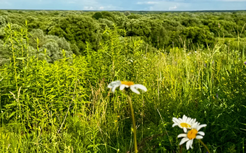 Земельный участок под Брянском изъяли из незаконного владения по решению суда