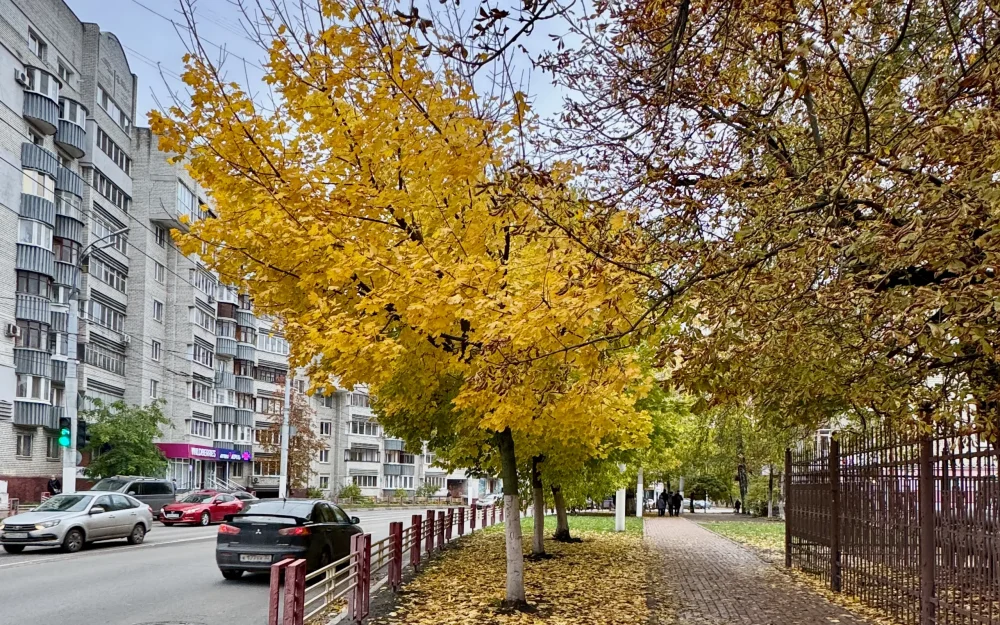 В Брянской области зафиксировали аномально тёплое начало ноября