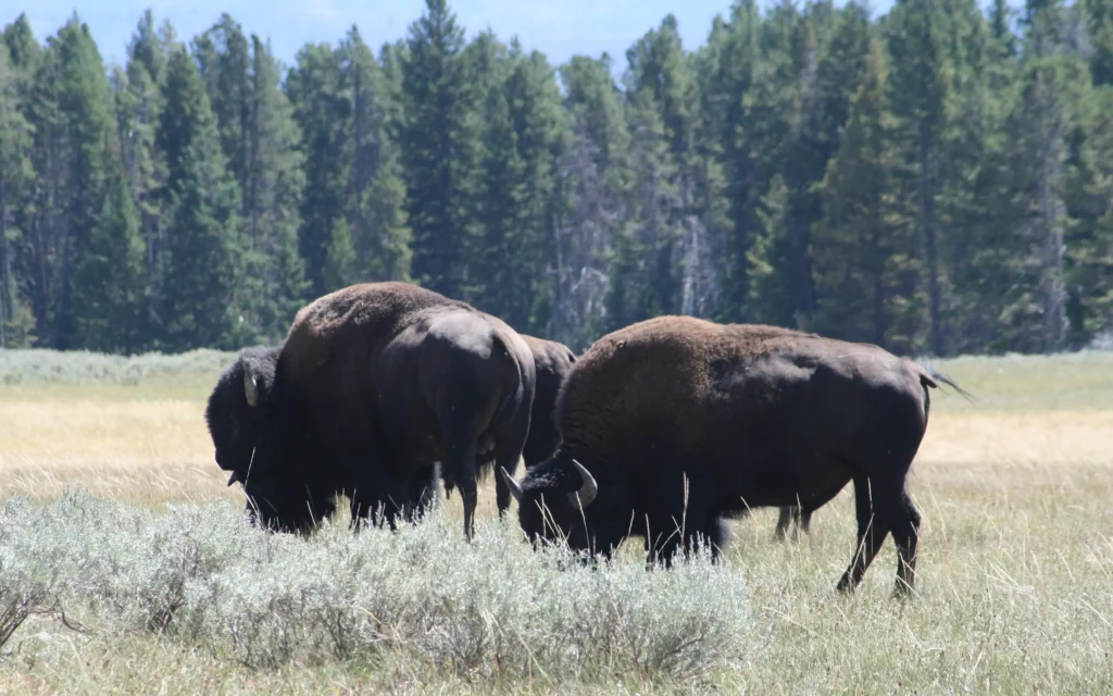 Зубры Брянской области составили треть от популяции зубров Германии