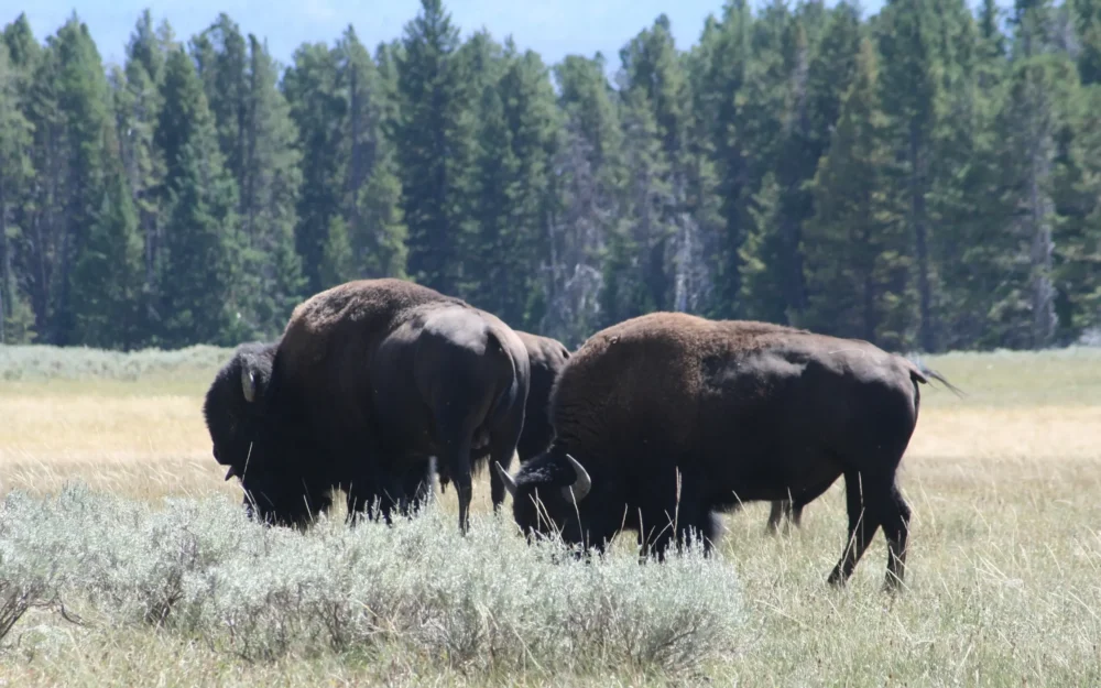 Зубры Брянской области составили треть от популяции зубров Германии