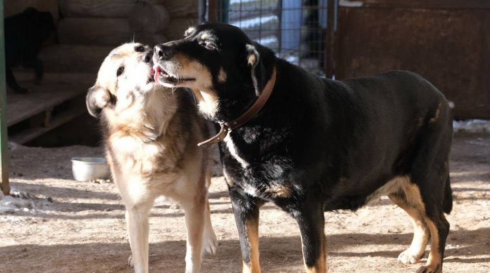 Александр Жутенков помог брянскому приюту «Добрые Руки» с кормом и стройматериалами