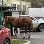 В Брянске назвали опасными захвативших территорию Новостройки лошадей