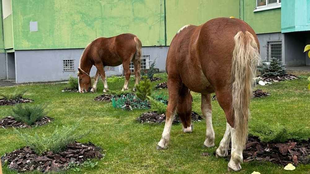 В Брянске назвали опасными захвативших территорию Новостройки лошадей