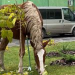 В Брянске назвали опасными захвативших территорию Новостройки лошадей