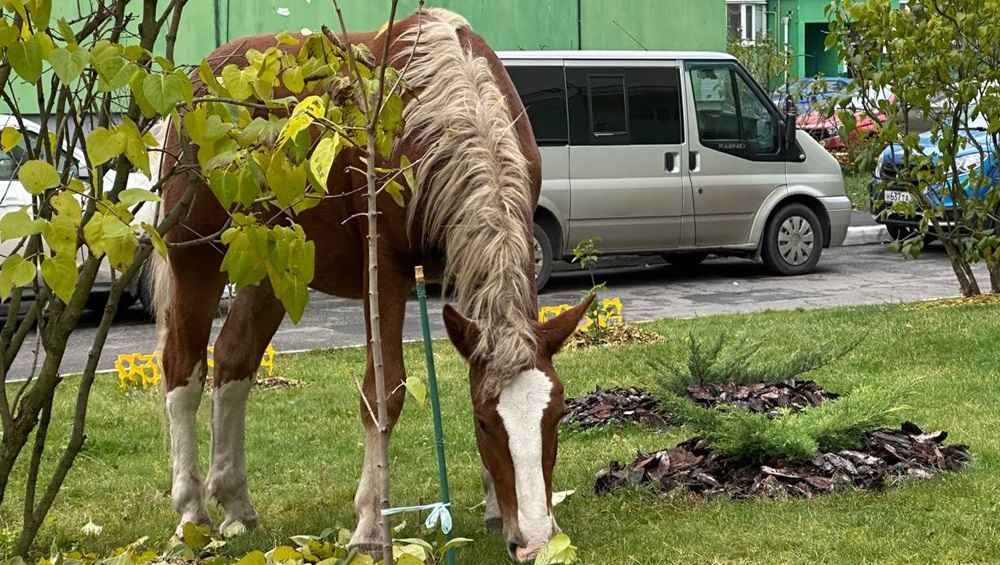 В Брянске лошадь напала на школьницу во дворе многоэтажного дома