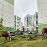 В Брянске назвали опасными захвативших территорию Новостройки лошадей