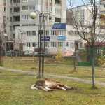 В Брянске назвали опасными захвативших территорию Новостройки лошадей