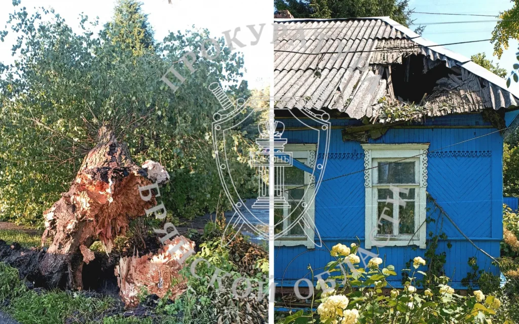 Прокуратура в Брянске потребовала возместить ущерб пенсионеру от упавшего дерева