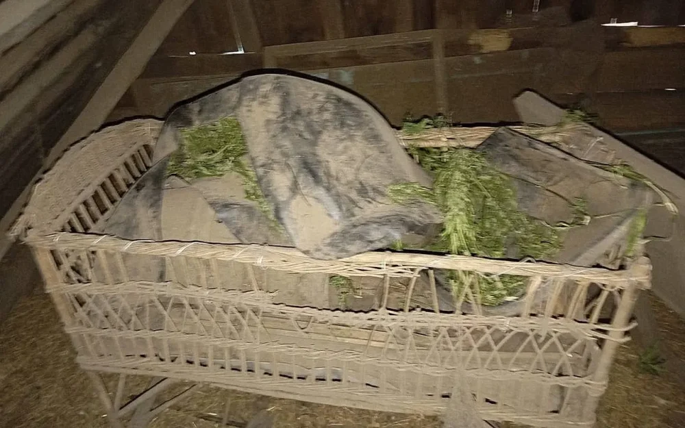 Жителя Брянской области арестовали за 200 граммов конопли