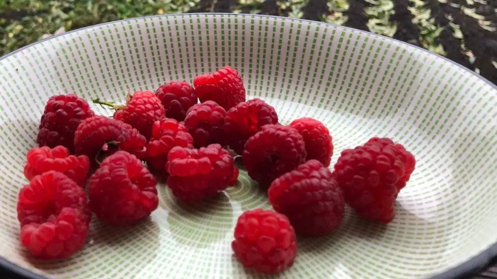 Брянские садоводы подготовились к декабрьскому урожаю малины