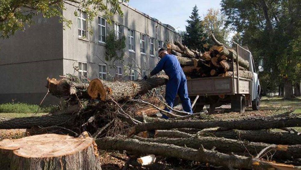 В Брянске спилили угрожавший прохожим тополь возле диспансера