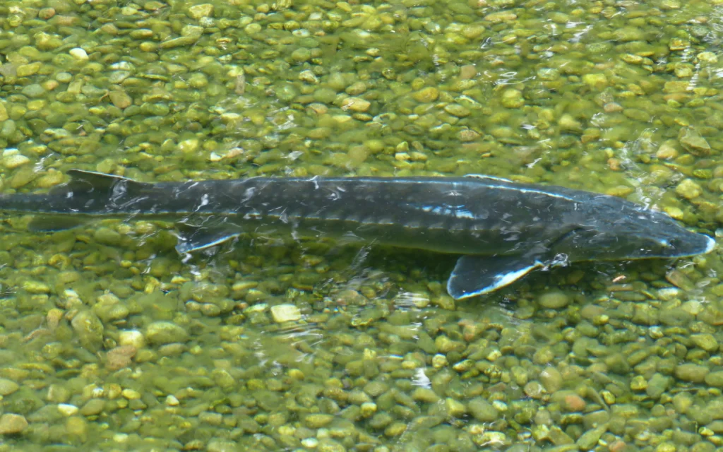 «Транснефть-Дружба» попала в брянский суд из-за стерляди и сазанов