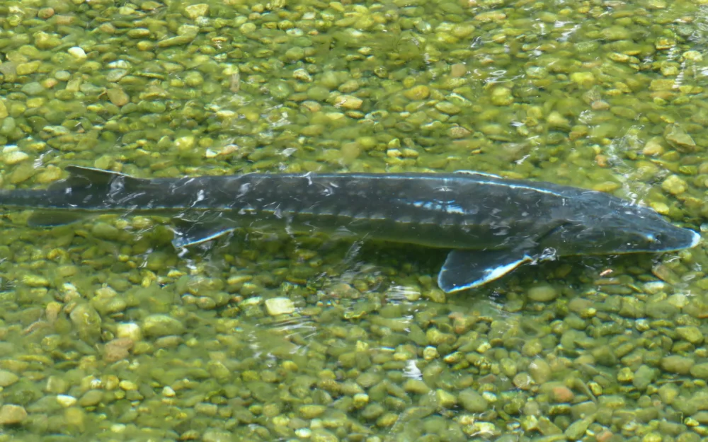 «Транснефть-Дружба» попала в брянский суд из-за стерляди и сазанов