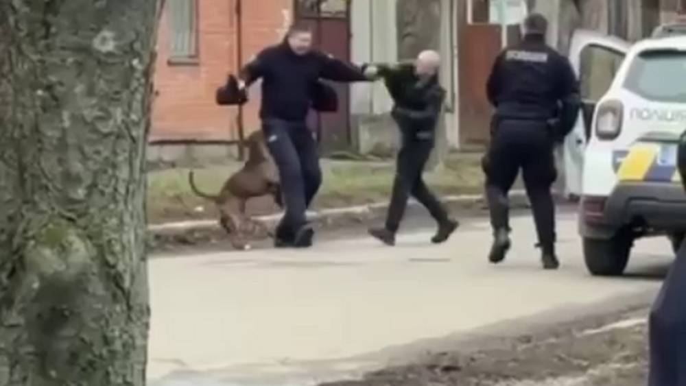 «Пророссийский» питбуль порвал визжавших людоловов, спасая хозяина