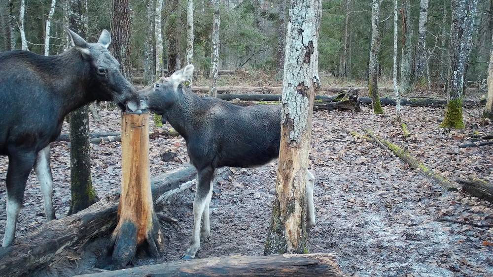 В брянском заповеднике лосей и зубров подкормили солью