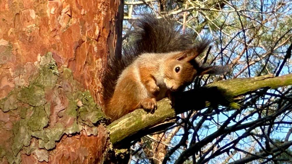 Беличье царство: живность почувствовала приближение Нового года в Брянске