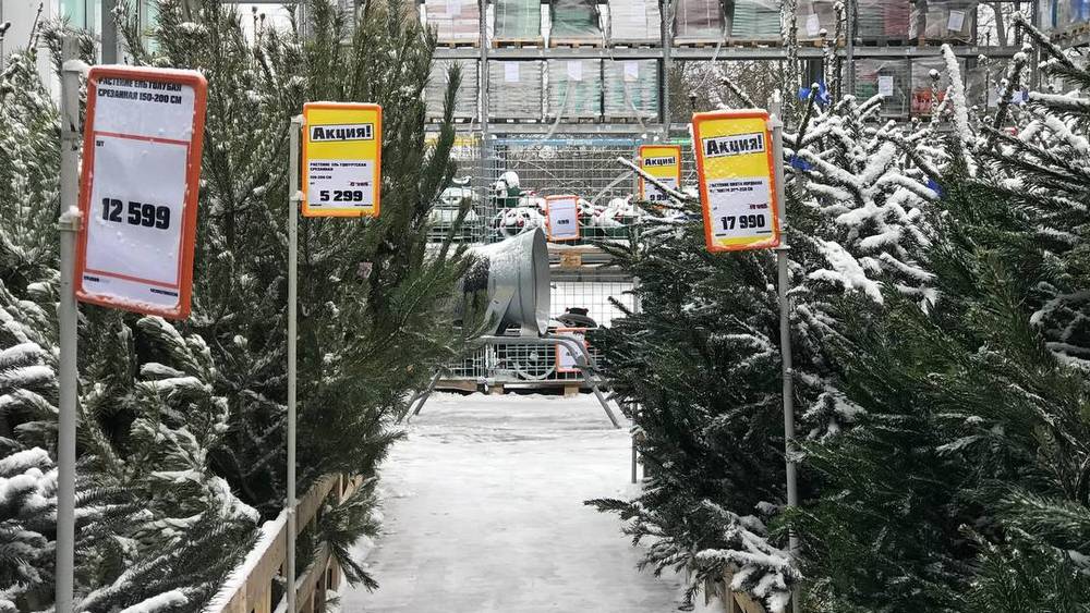 В Брянске начали торговать елками из дальних краев за 18 тысяч рублей