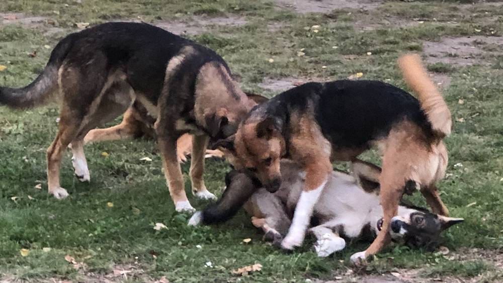 Брянский депутат: «Как вам бедосиньки, которые не кусаются?»