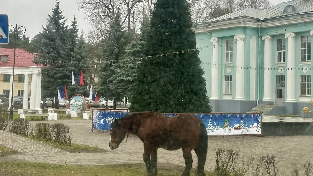 Лошадь стала первым посетителем размазанной новогодней елки в Брянске