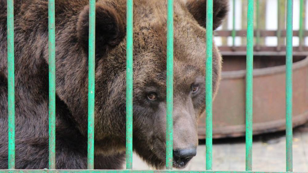 Стало известно, почему в Брянской области нет снега