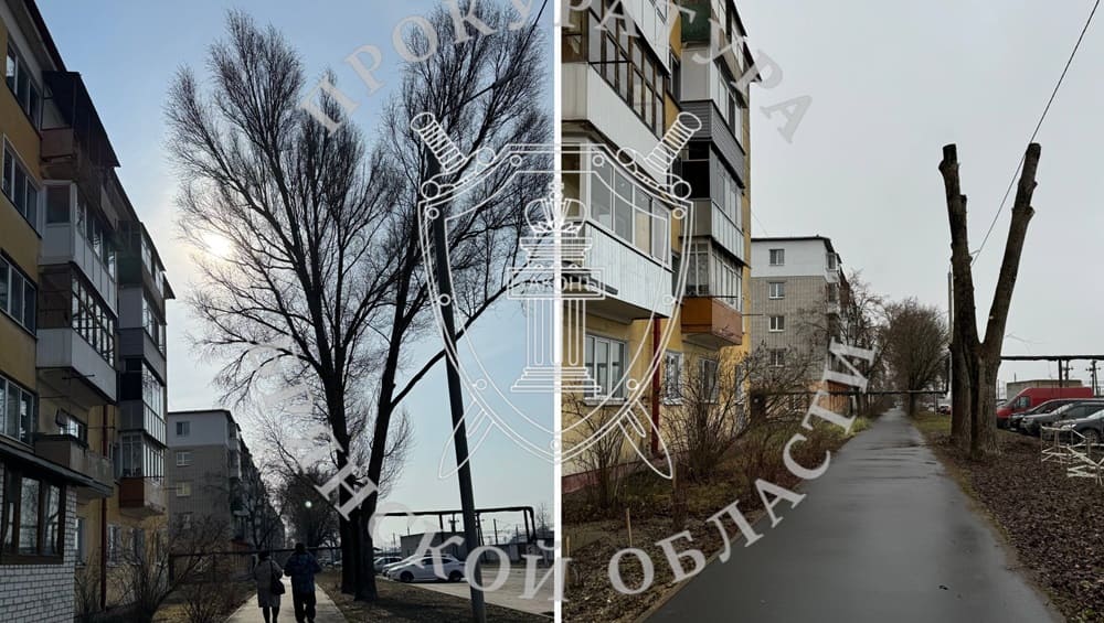 В Брянске чиновников заставили кронировать опасные тополя
