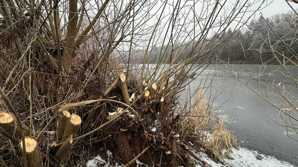У брянских бобров затянулся сезон заготовки деревьев