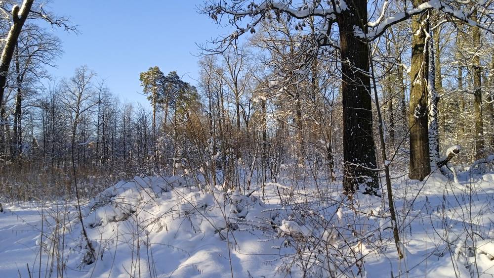В Брянской области синоптики ночью 24 января пообещали 20-градусный мороз