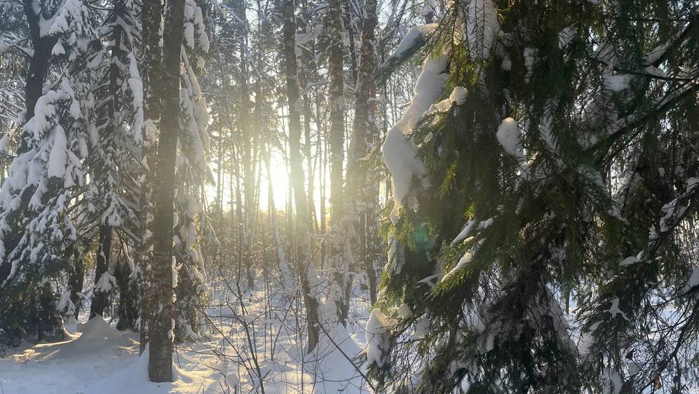 В Брянскую область 20 января вернутся снегопады при 6 градусах мороза