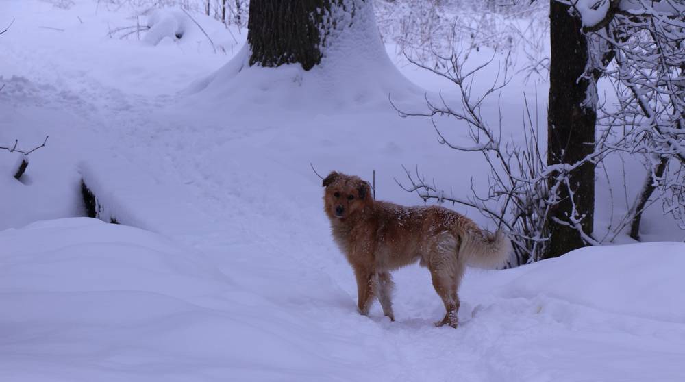 В Брянской области днём 30 января пройдёт снег при 8 градусах мороза