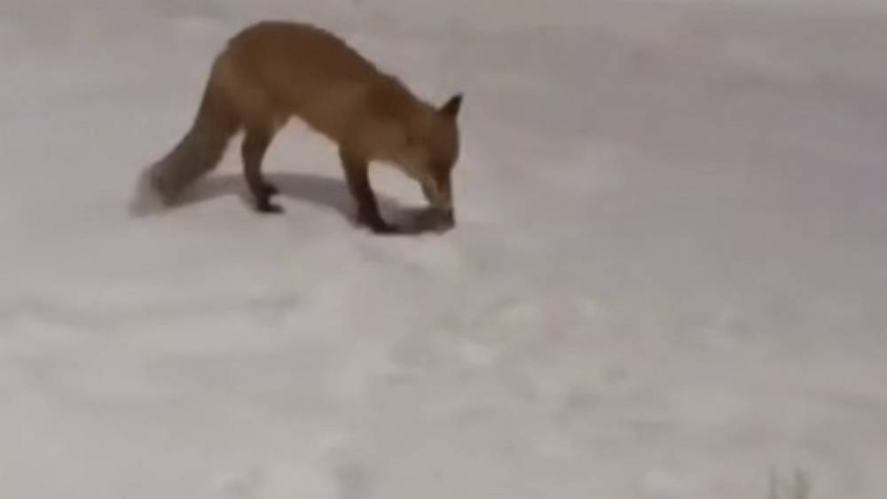 Возле брянской границы пропал свет, теперь туда пришли голодные лисы