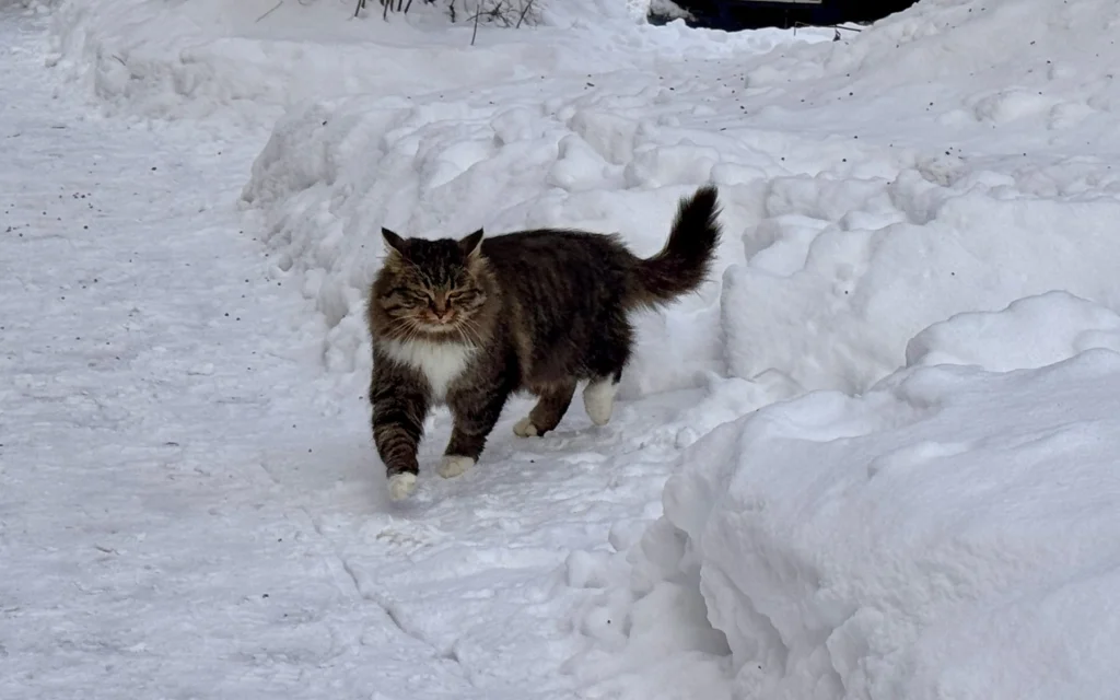Домашних кошек и собак в Брянской области бесплатно внесут в единый реестр