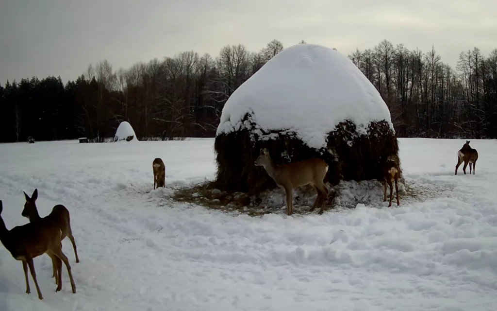 В заповеднике рассказали о смертельной опасности в брянском лесу