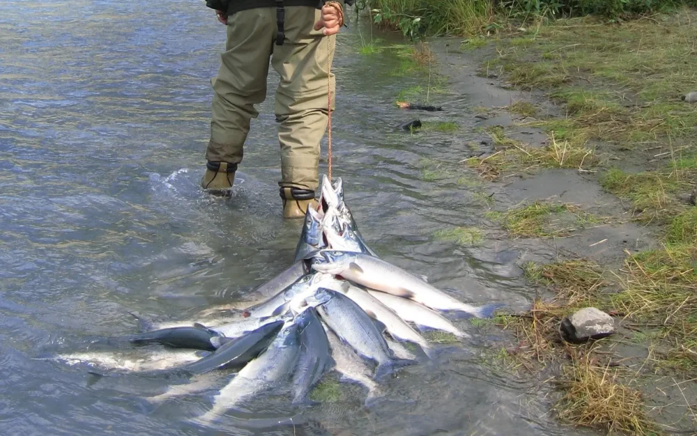 Жители Брянской области получат рыбу с Камчатки