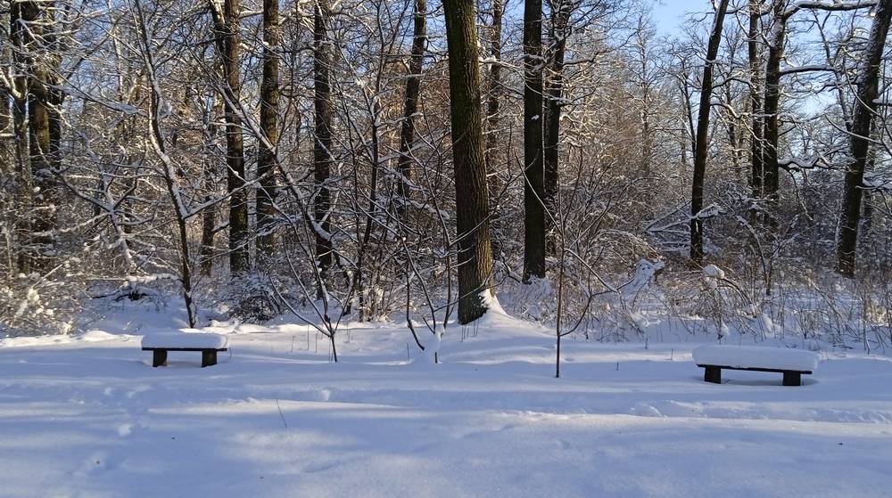 Брянскую область ночью 15 января испытает 25-градусный мороз