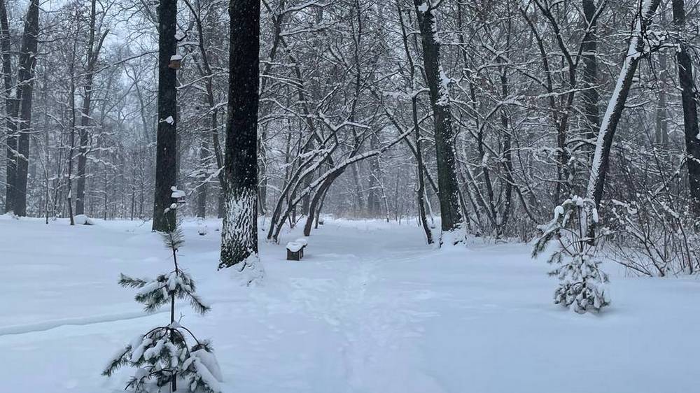 В Брянской области начался самый красивый снегопад нынешней зимы