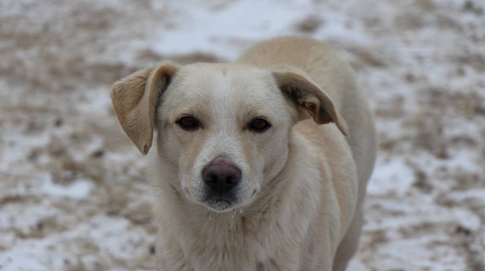 «Связывал и уносил в подвал»: россияне потребовали остановить мучителя животных