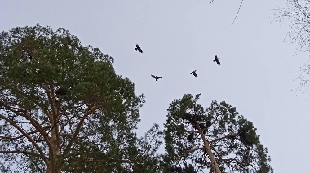 Грачи уже принесли весну в Брянскую область