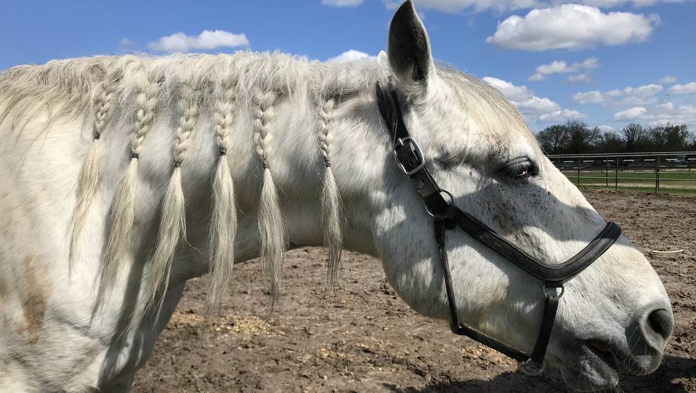 Локотскому «императорскому заводу» потребовался человек, готовый служить рысакам