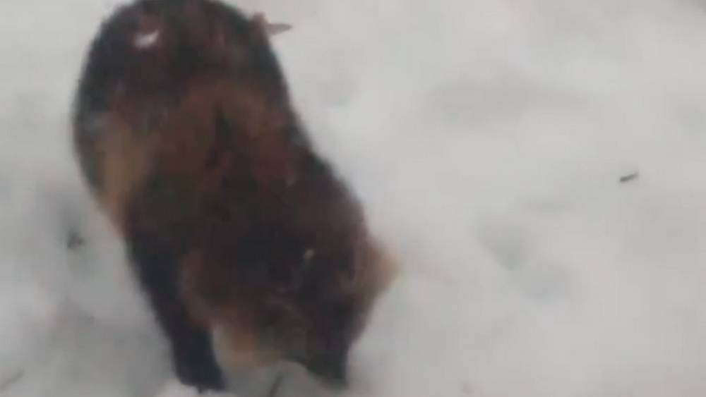 В брянском заповеднике запечатлели визит голодной енотовидной собаки на кордон