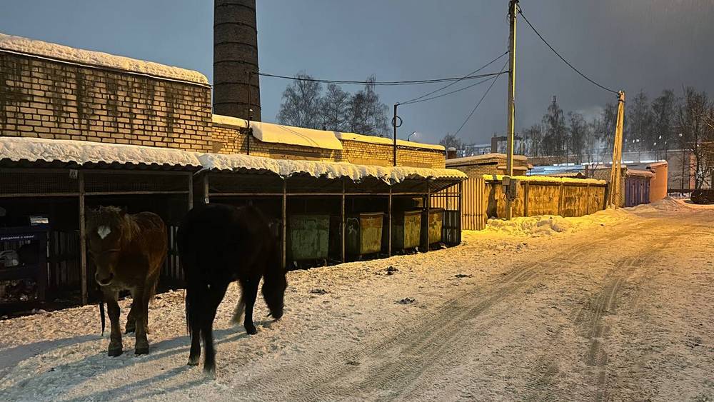 «И только топот копыт»: брянских школьников обрекли на дорогу с приключениями